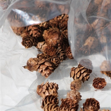 Lærke kogle 1-2 cm 100 gram